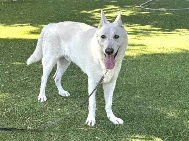 Mario - German Shepherd Dog