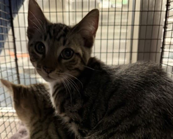 Angel - Domestic Short Hair