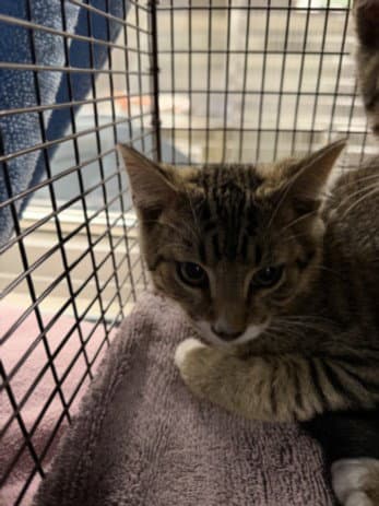 Alex - Domestic Short Hair