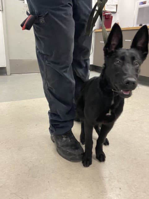 Nuna - Belgian Shepherd Malinois