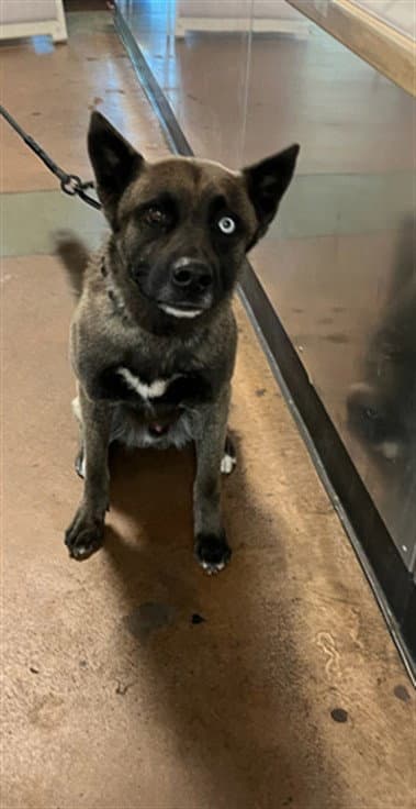 Hunter - Belgian Shepherd Malinois