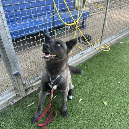 Hunter - Belgian Shepherd Malinois