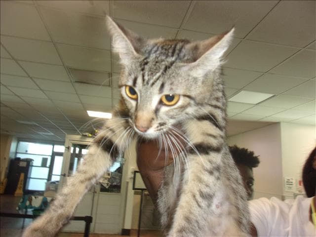 Bobbi - Domestic Short Hair
