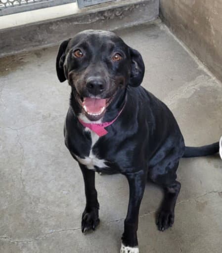 Devina - Labrador Retriever