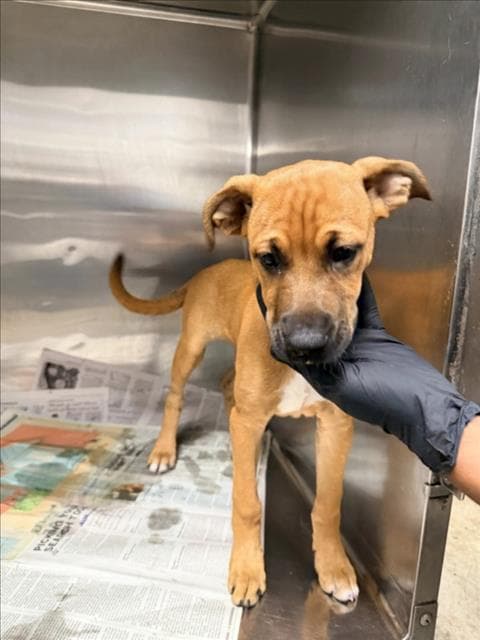Chloe - Boxer