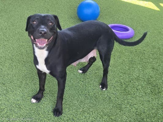 Ruby - American Staffordshire Terrier