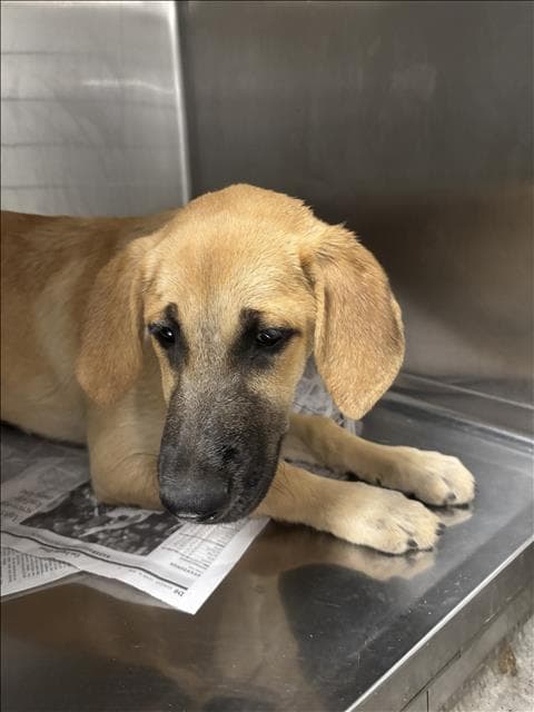 Doggie - Black Mouth Cur