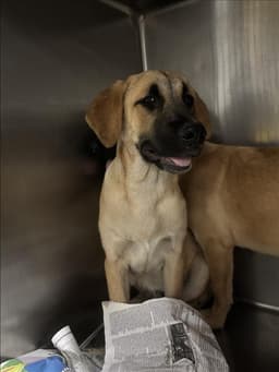Doggie image 1