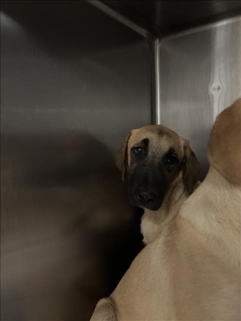 Doggie - Black Mouth Cur