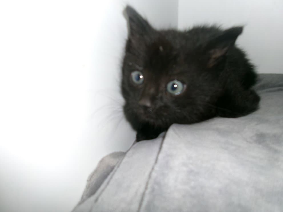 Lalo - Domestic Medium Hair