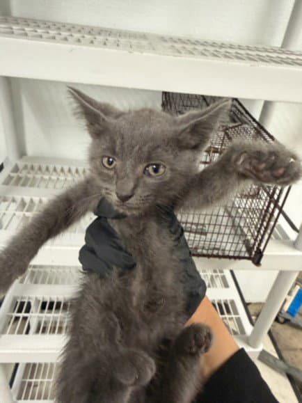 Mochi - Domestic Short Hair