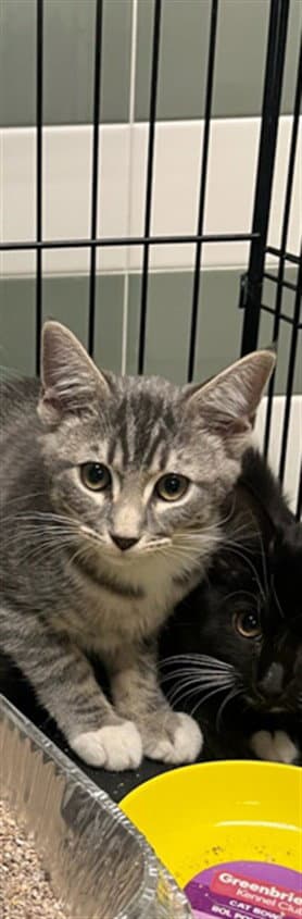 Lincoln - Domestic Short Hair