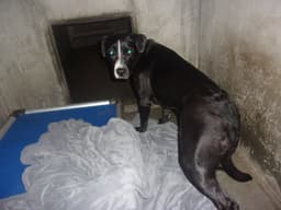 Gina image 1