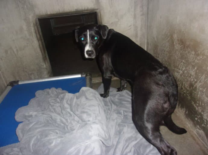 Gina - Labrador Retriever