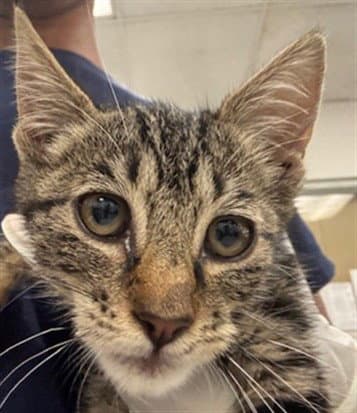 Mabel - Domestic Short Hair