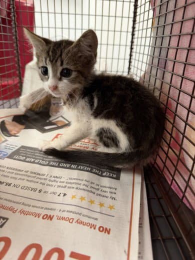 Persephone - Domestic Short Hair