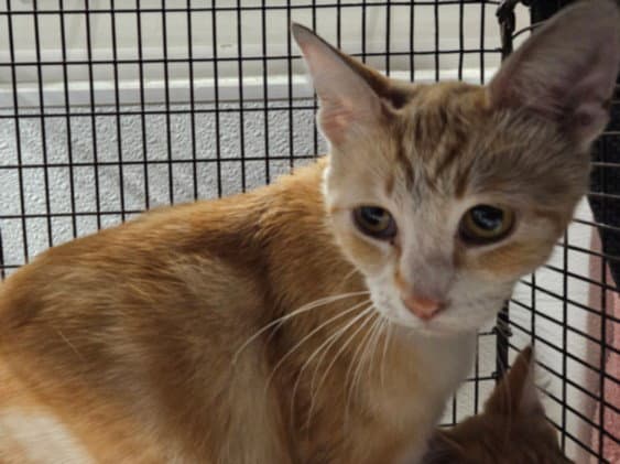 Agnes - Domestic Short Hair