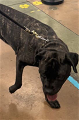 Peanut - Cane Corso Mastiff