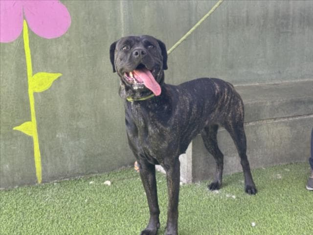 Peanut - Cane Corso Mastiff