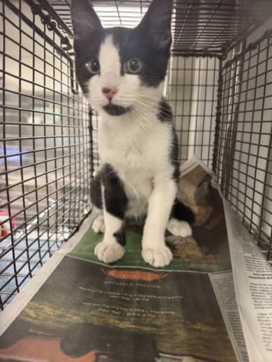 Otis - Domestic Short Hair