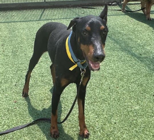 Swift - Doberman Pinscher