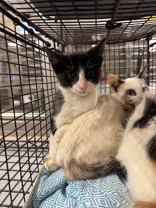 Coal - Domestic Short Hair