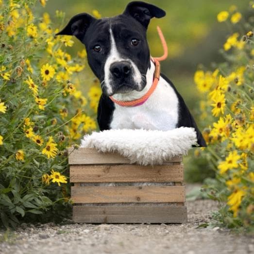 Leila - Staffordshire Bull Terrier