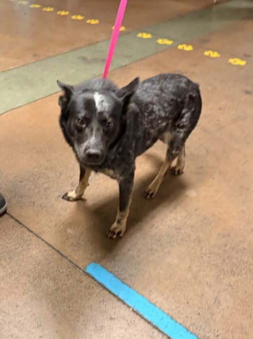 Bella - Australian Cattle Dog/Blue Heeler
