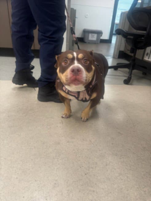 Piglet - English Bulldog