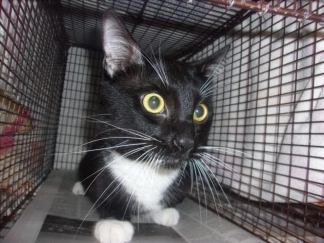 Oliber - Domestic Long Hair