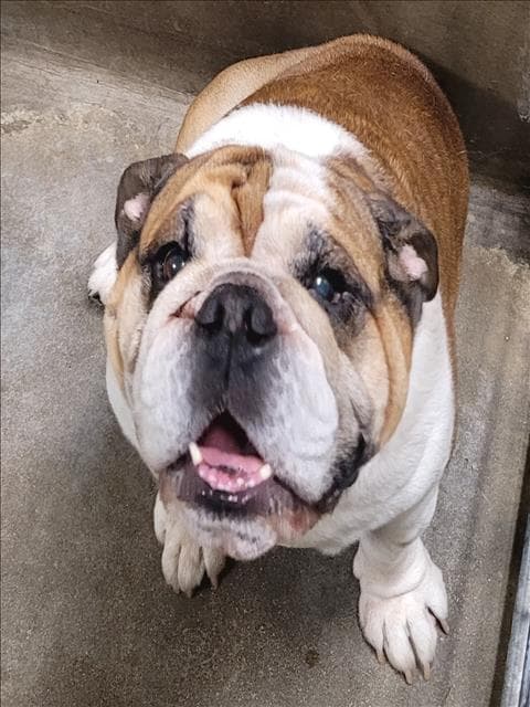 Dallas - English Bulldog