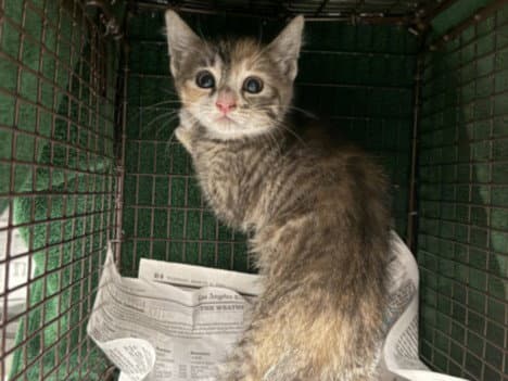 Chalupa - Domestic Medium Hair