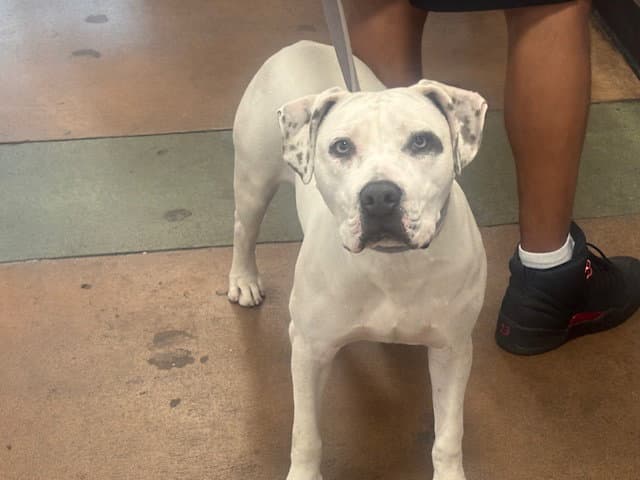 Vanica - Pit Bull Terrier