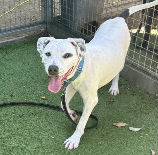 Vanica - Pit Bull Terrier