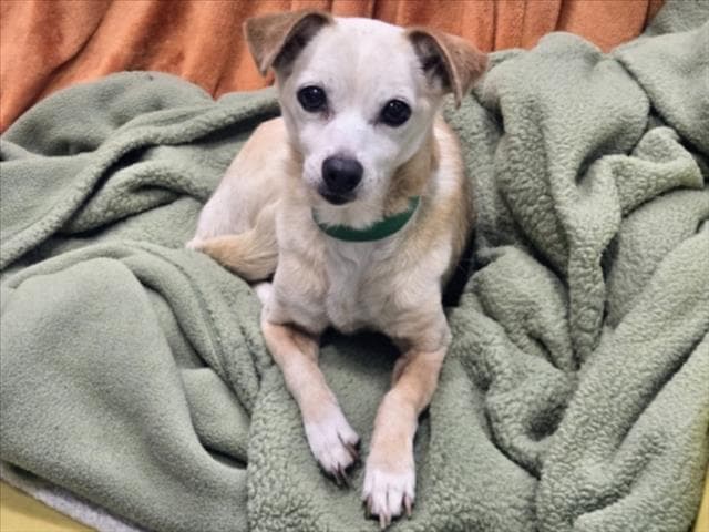 Candy - Chihuahua