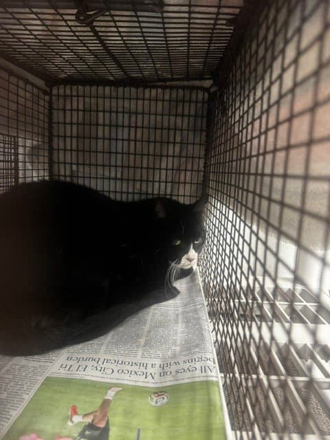 King - Domestic Short Hair