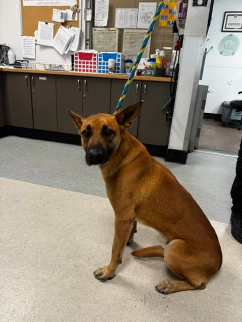 Lenny - Belgian Shepherd Malinois
