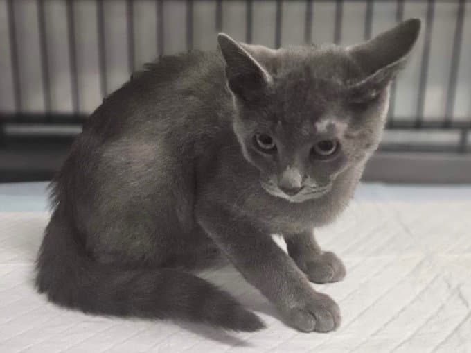 Kirkland - Domestic Short Hair