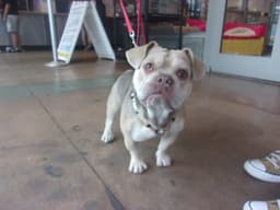 Bubba image 1