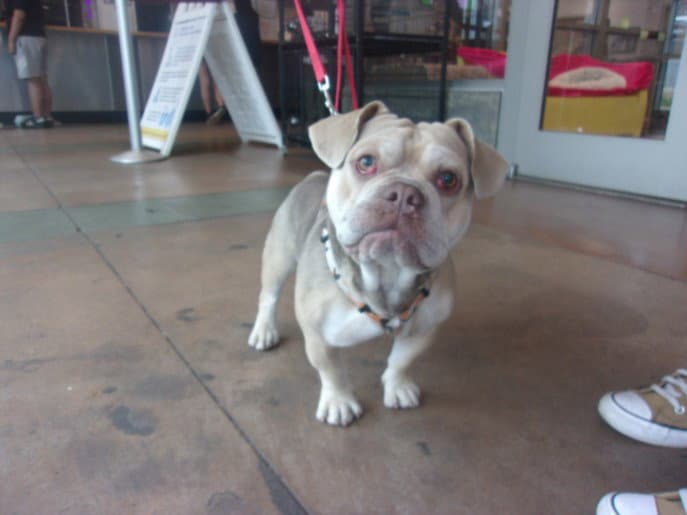 Bubba - English Bulldog