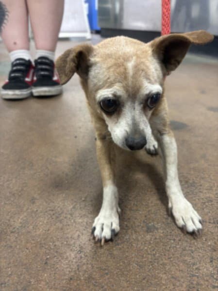 Lola - Chihuahua