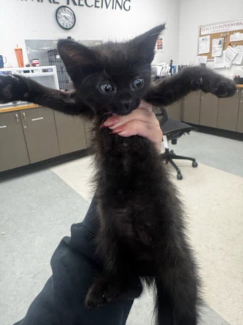 Shelly - Domestic Short Hair