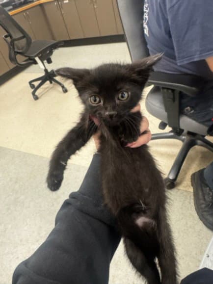 Sand - Domestic Short Hair