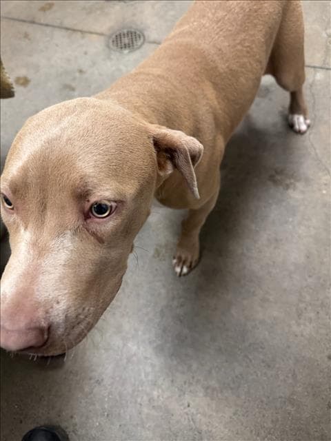 Chica - Pit Bull Terrier