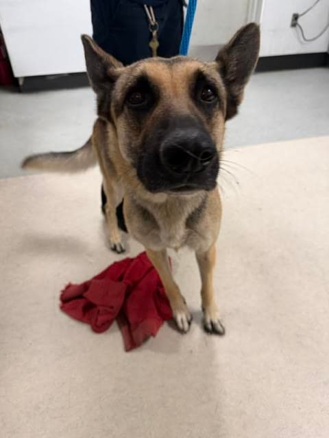 Porscha - German Shepherd Dog
