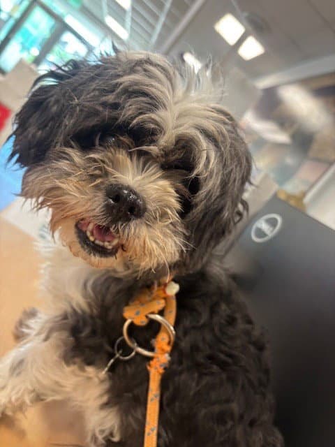 Julia - Shih Tzu