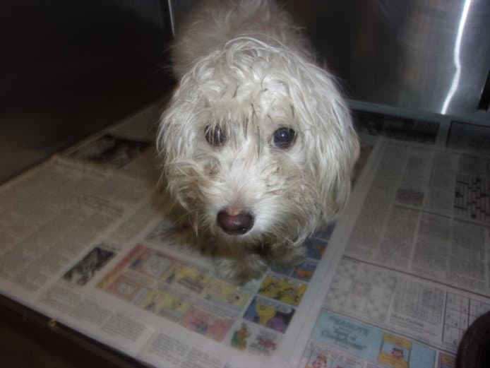 Fendi - Maltese
