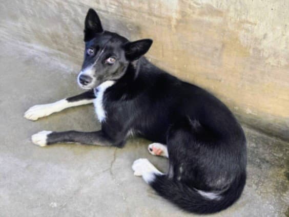 Echo - Border Collie