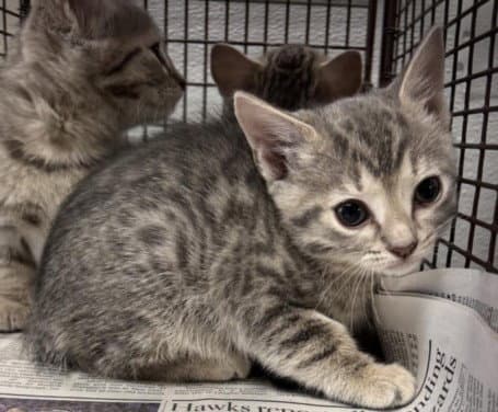 Unknown - Domestic Short Hair