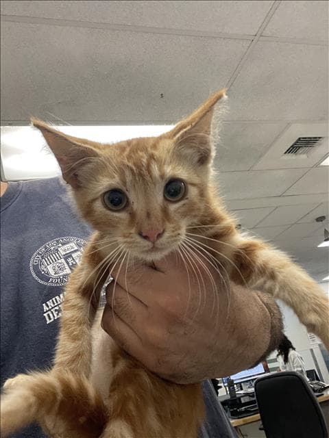 Orange Bang - Domestic Short Hair
